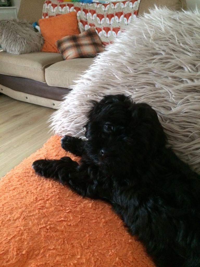 spoodle puppies for sale gumtree